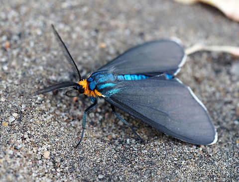 Virginia Ctenucha Moth  Canada,Ctenucha virginica,Geotagged,Mother Nature,Spring,Virginia Ctenucha,beauty,black,blue,butterfly,life,macro,orange