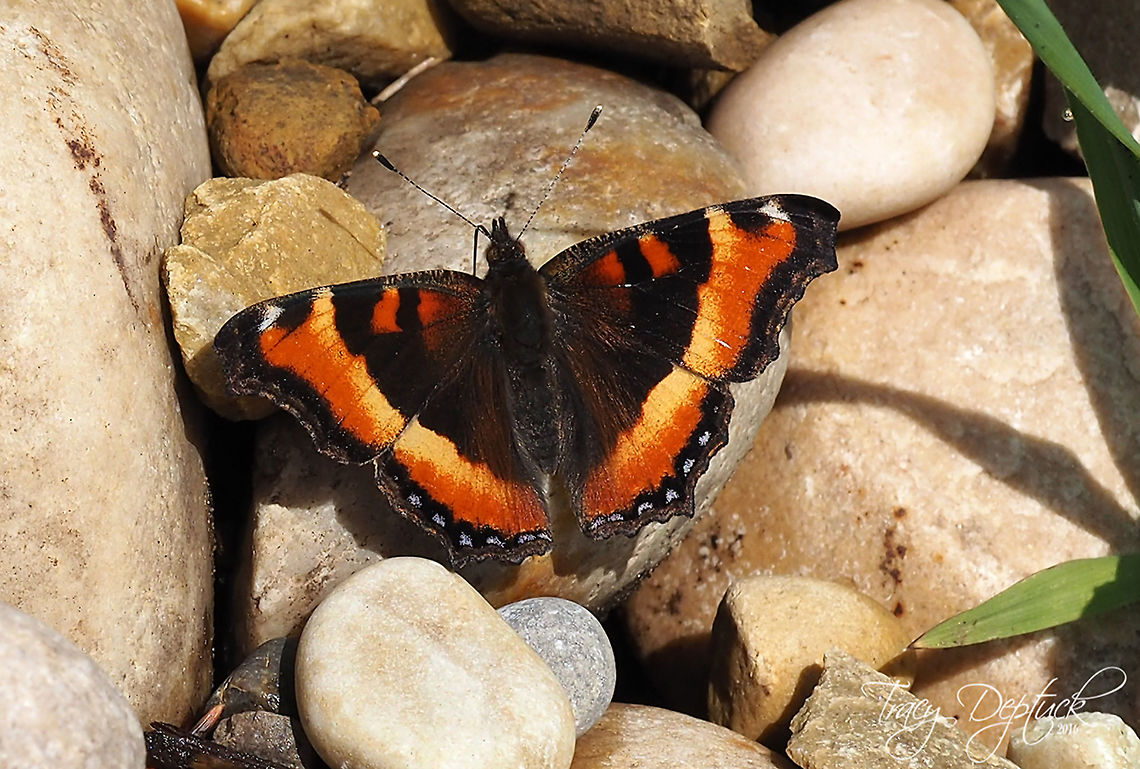 Basking  Aglais milberti,Canada,Geotagged,Milberts Tortoiseshell,Spring