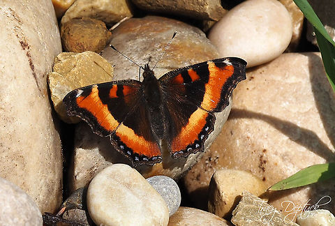 Basking  Aglais milberti,Canada,Geotagged,Milberts Tortoiseshell,Spring