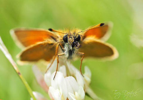 Clover Pit Stop  Canada,Essex skipper,European skipper,Geotagged,Summer,Thymelicus lineola