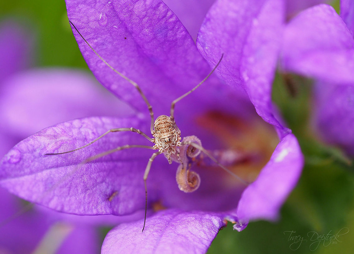 Harvestman  Canada,Daddy longlegs,Geotagged,Phalangium opilio,Summer