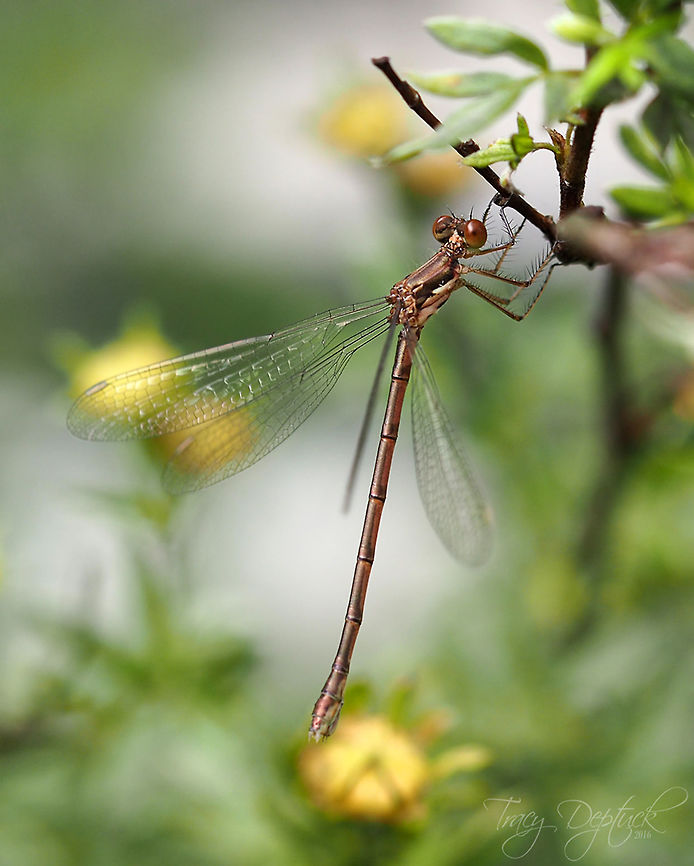 Common Spreadwing  Canada,Geotagged,Lestes Disjunctus,Summer