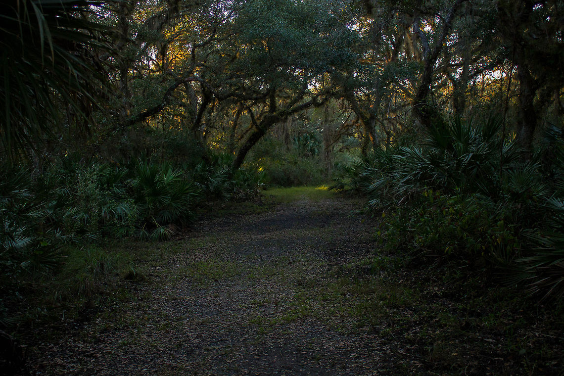 Forest of Dreams This photo was taken during my trip to Florida, I'm not sure exactly where i took it, I went to so many natural parks. I was actually on my was back to my car and I wasn't planning n taking anymore photos that day, but then i saw this and really liked it! Trail