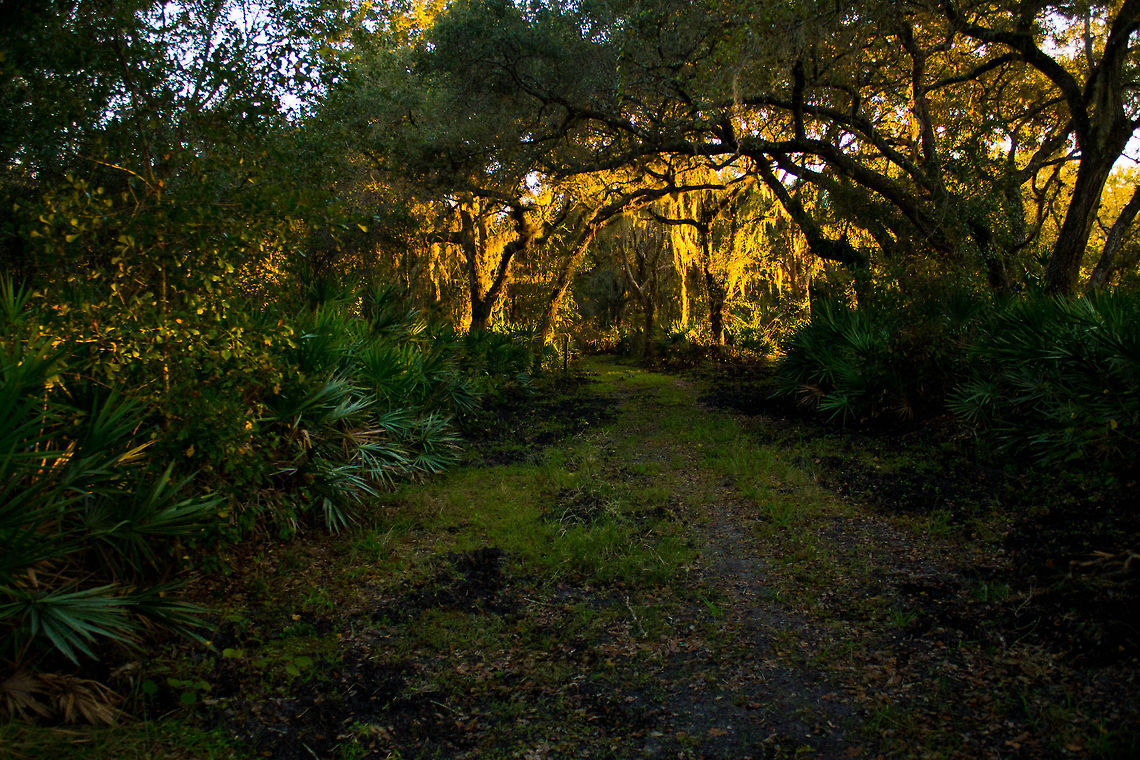 Light Roof Forest I love this picture because of the sunset hitting the bottom of the leaves giving it a glowing effect! This along with another photo I submitted was taken at Jelks Preserve. Florida,Forest,Light,Sunset,Trees