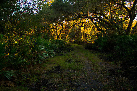 Light Roof Forest I love this picture because of the sunset hitting the bottom of the leaves giving it a glowing effect! This along with another photo I submitted was taken at Jelks Preserve. Florida,Forest,Light,Sunset,Trees