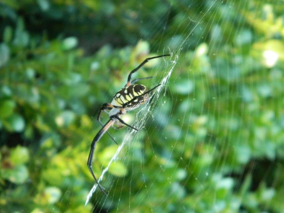 320464_361553087265431_1245084686_n  Argiope aurantia,Yellow Garden Spider