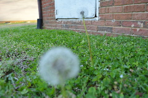 DSC_0134  Common dandelion,Taraxacum officinale