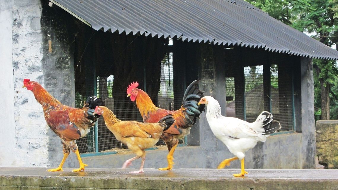 Chickens & Roosters  Chicken,Domestic Chicken,Gallus gallus,Gallus gallus var. domesticus,Geotagged,India