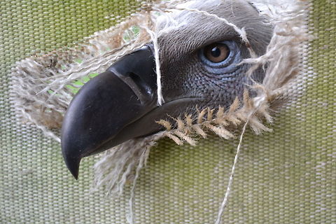 Cape Vulture peek-a-boo  Cape Vulture,Geotagged,Gyps coprotheres,South Africa