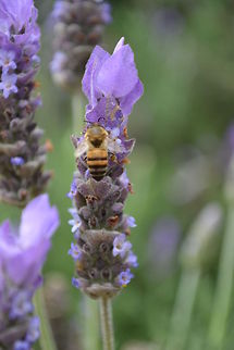 DSC_4412  African honey bee,Apis mellifera scutellata,Geotagged,South Africa