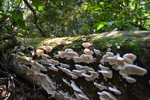 fungi on yellowwood tree stump in knysna forest  Geotagged,South Africa