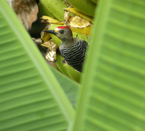 DSCN5386c  Melanerpes carolinus,Red-bellied Woodpecker