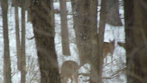 DSC00018  Odocoileus virginianus,White-tailed Deer