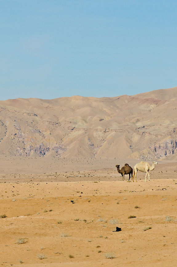 DSC_4569  Camelus dromedarius,Dromedary camel