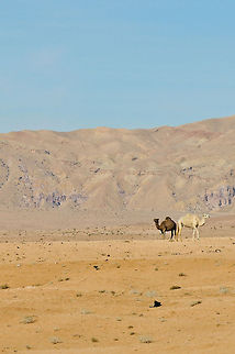 DSC_4569  Camelus dromedarius,Dromedary camel