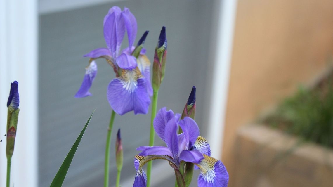 image  German Iris,Iris germanica