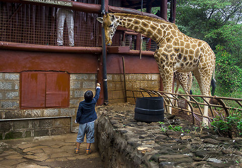 Giraffe_kid_1 This is a demonstration of courage. Taken in Nairobi, Kenya. f/5.0, 1/400s at 33mm focal length Geotagged,Giraffa camelopardalis,Giraffa camelopardalis tippelskirchi,Giraffe,Kenya,Maasai Giraffe