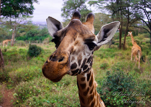 Giraffe Head shot f/5.0  1/400s ISO200 43mm Geotagged,Giraffa camelopardalis tippelskirchi,Kenya,Maasai Giraffe