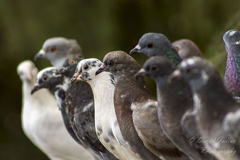 pigeons f/5.6 1/40s ISO200 300mm Black Imperial Pigeon,Columba livia,Ducula melanochroa,Rock dove