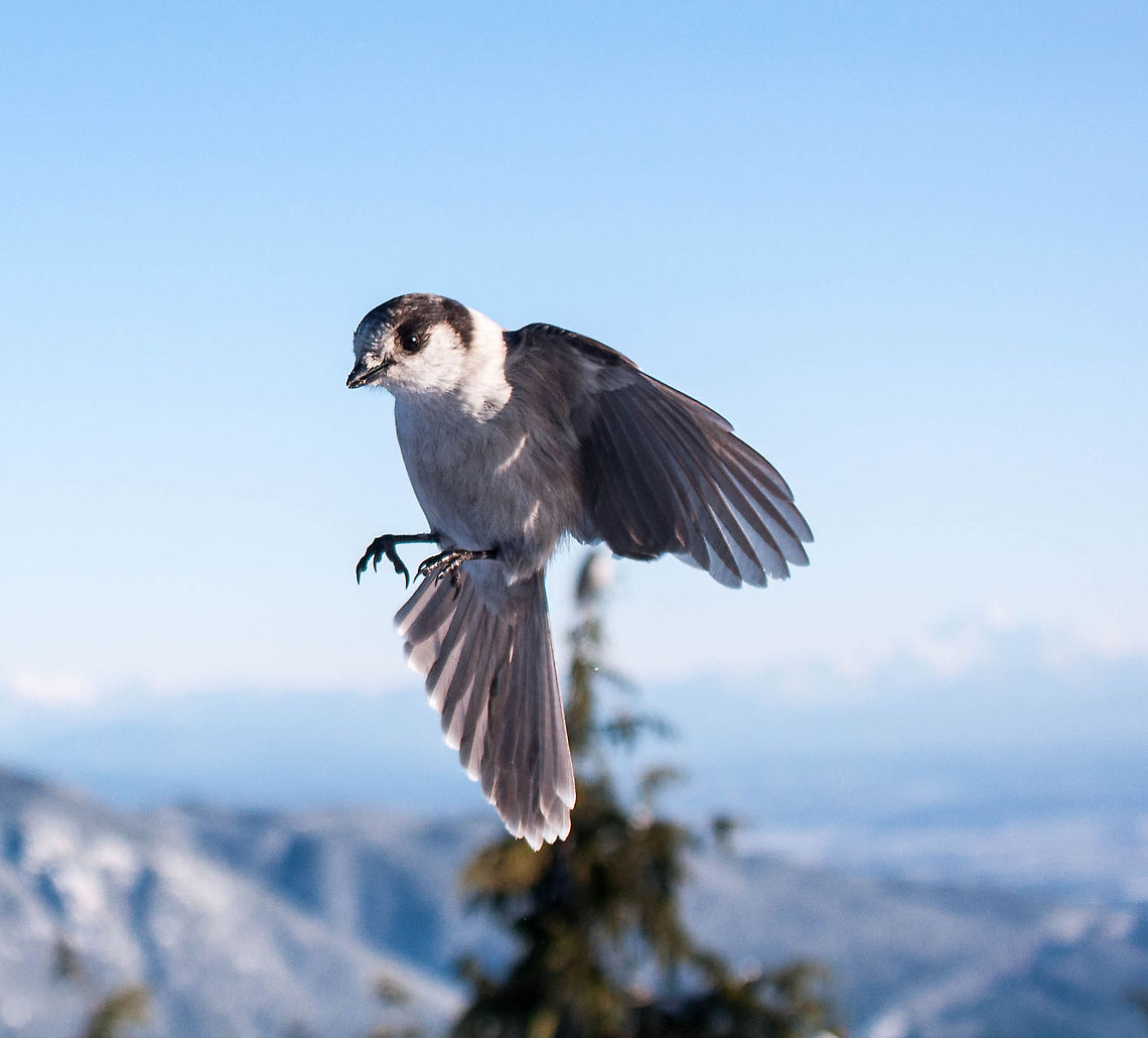 Whiskey Jack Little Whiskey Jack showing off some of his moves! Canada,Geotagged,Gray Jay,Perisoreus canadensis