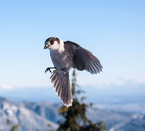 Whiskey Jack Little Whiskey Jack showing off some of his moves! Canada,Geotagged,Gray Jay,Perisoreus canadensis