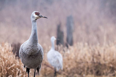 Sandhill Crane  Canada,Geotagged,Grus canadensis,Sandhill Crane