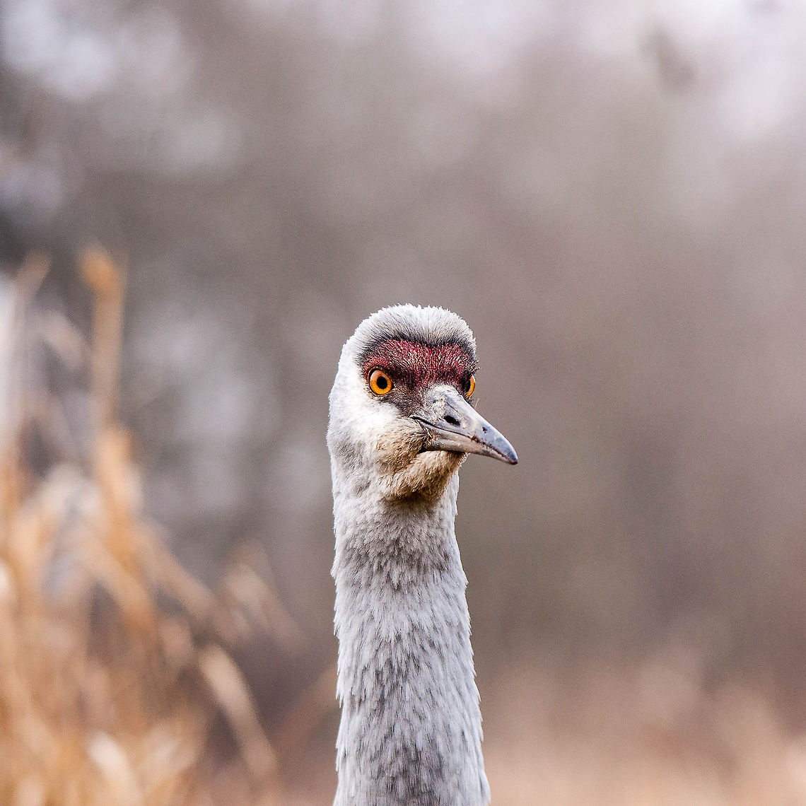 Sandhill Crane Closeup  Geotagged,Grus canadensis,Sandhill Crane,United States
