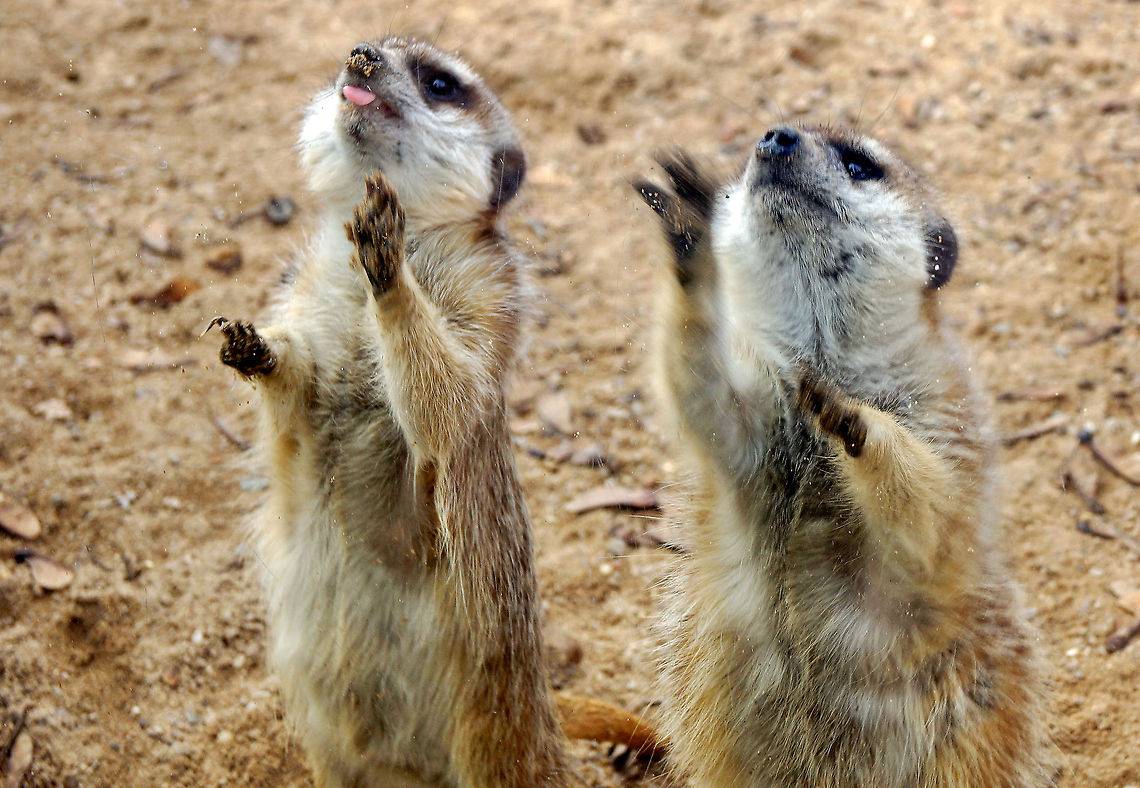 Meerkats Surprisingly, but meerkats at Prague Zoo just love some orange berries which are typical of temperate climate zones, and not the savannahs they come from. They put on a great show to get those from the zookeepers. Czech Republic,Geotagged,Meerkat,Suricata suricatta