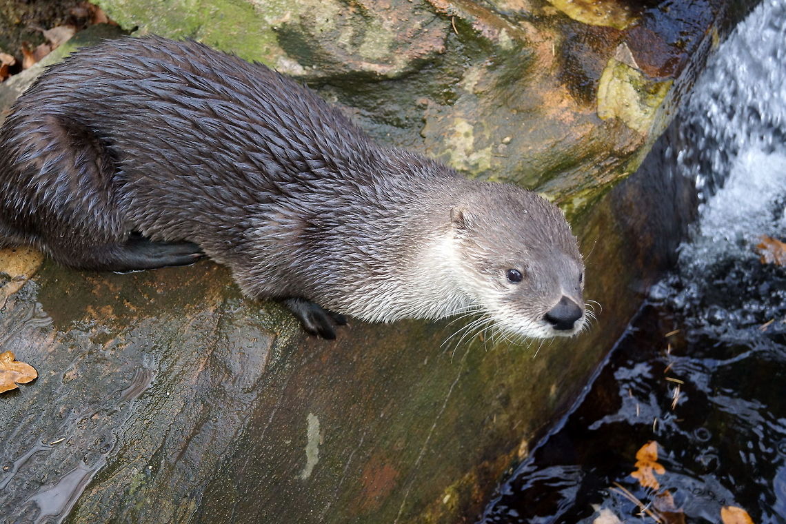 Otterly Sad Have no idea what could have possibly made this cute guy sad(  Or maybe it&#039;s just some otter wisdom. Czech Republic,European otter,Fall,Geotagged,Lutra lutra
