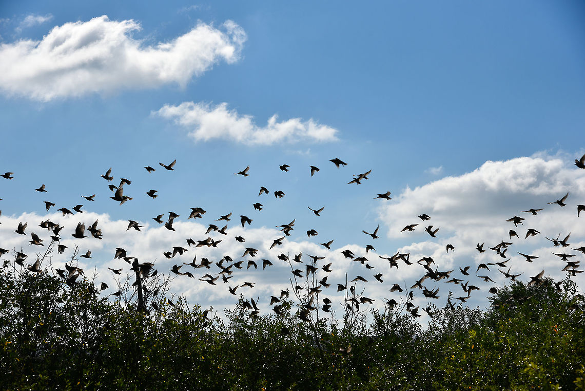 Flight  Birds,Geotagged,Russia,Summer