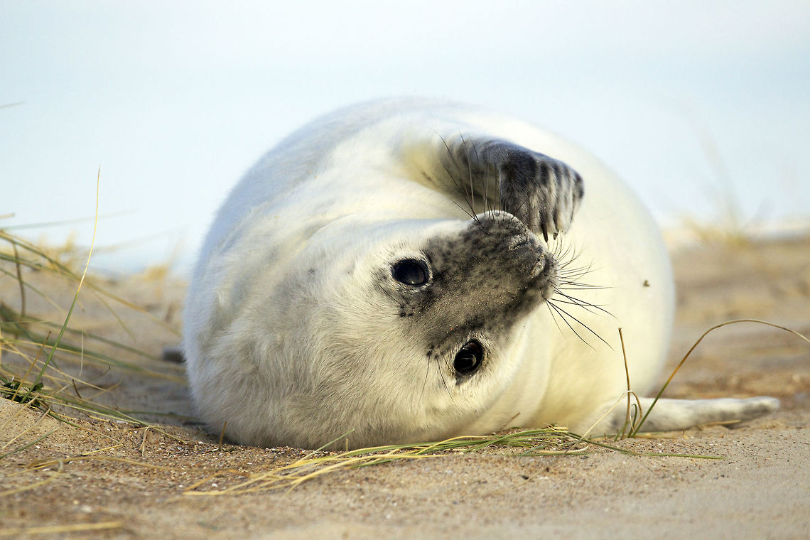 Grey seal Around December on one of the beaches of Vlieland (an island at the north of The Netherlands) seals bring up their offspring. The newborn pups are white. After about five weeks they start to get their adult colours and from that moment on, they are able to swim. Geotagged,Grey seal,Halichoerus grypus,Netherlands