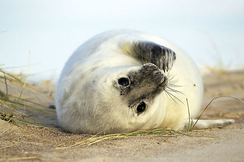 Grey seal Around December on one of the beaches of Vlieland (an island at the north of The Netherlands) seals bring up their offspring. The newborn pups are white. After about five weeks they start to get their adult colours and from that moment on, they are able to swim. Geotagged,Grey seal,Halichoerus grypus,Netherlands