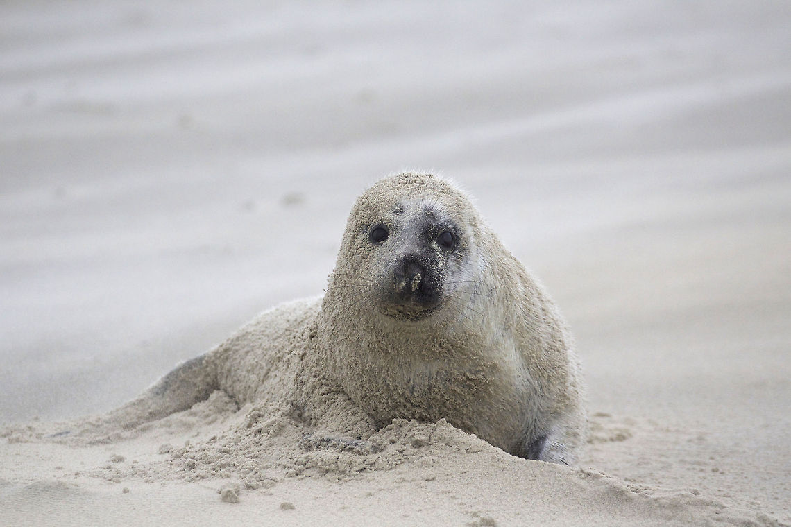 Grey seal in sand storm Around December on one of the beaches of Vlieland (an island at the north of The Netherlands) seals bring up their offspring. The newborn pups are white. After about five weeks they start to get their adult colours and from that moment on, they are able to swim. Geotagged,Grey seal,Halichoerus grypus,Netherlands