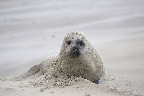 Grey seal in sand storm Around December on one of the beaches of Vlieland (an island at the north of The Netherlands) seals bring up their offspring. The newborn pups are white. After about five weeks they start to get their adult colours and from that moment on, they are able to swim. Geotagged,Grey seal,Halichoerus grypus,Netherlands