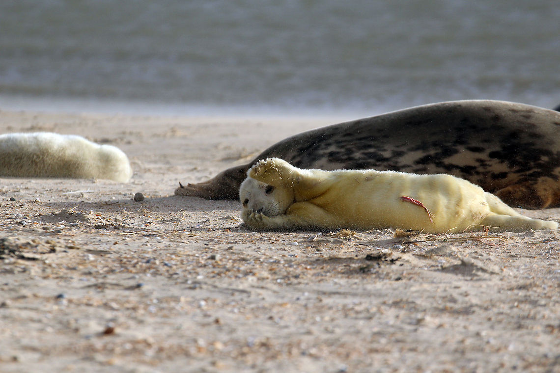 New born grey seal This new born grey seal was born on Chrismas night. This photo of &quot;Christmas child&quot; was taken on December 25. Hence the umbillical cord. Around December on one of the beaches of Vlieland (an island at the north of The Netherlands) seals bring up their offspring. The newborn pups are white. After about five weeks they start to get their adult colours and from that moment on, they are able to swim. Geotagged,Grey seal,Halichoerus grypus,Netherlands