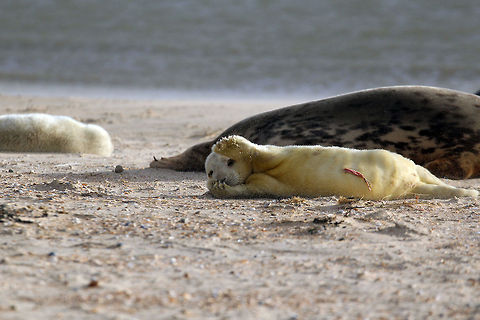 New born grey seal This new born grey seal was born on Chrismas night. This photo of "Christmas child" was taken on December 25. Hence the umbillical cord. Around December on one of the beaches of Vlieland (an island at the north of The Netherlands) seals bring up their offspring. The newborn pups are white. After about five weeks they start to get their adult colours and from that moment on, they are able to swim. Geotagged,Grey seal,Halichoerus grypus,Netherlands