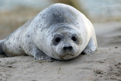 Young grey seal Around December on one of the beaches of Vlieland (an island at the north of The Netherlands) seals bring up their offspring. The newborn pups are white. After about five weeks they start to get their adult colours and from that moment on, they are able to swim. Geotagged,Grey seal,Halichoerus grypus,Netherlands