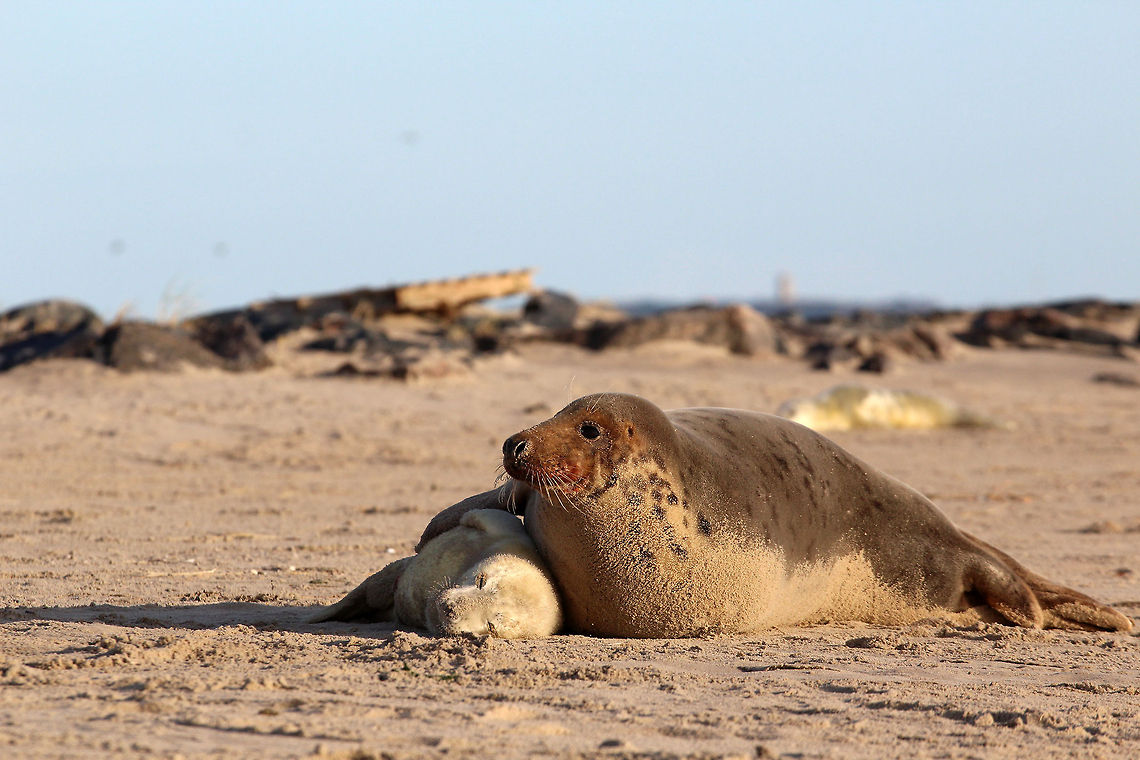 Grey seal, mother and child This baby seal is two days old and sleeping after drinking milk. The milk of a seal is as fatty as butter. This is neccesary to give the pup the layer of fat that is needed to survive in the cold. The blood stains around the mouth of the mother are from after giving birth when she cleaned the newborn. Geotagged,Grey seal,Halichoerus grypus,Netherlands