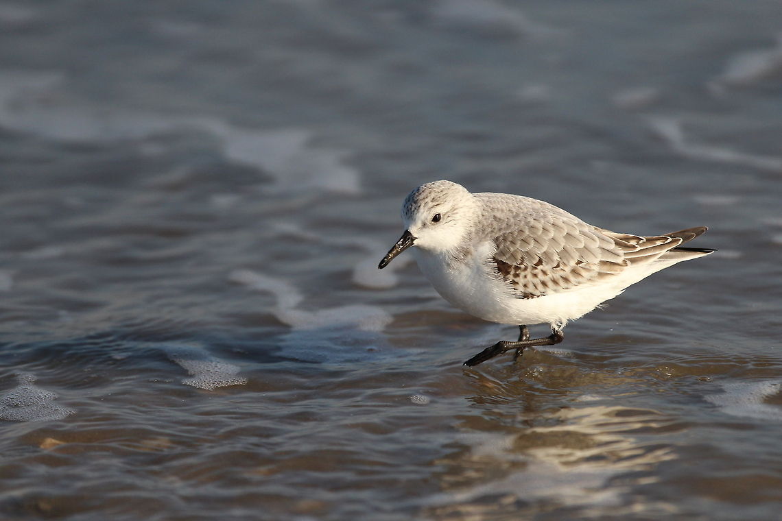 Sanderling (Calidris alba) Sanderlings (Calidris alba) look for food in the sea on beaches. Sanderlings feed on invertebrate prey buried in the sand just under the surface. They mainly eat small crabs and other small invertebrates they collect by quickly runnning up and down.<br />
<br />
Sanderlings run very quickly and move all the time, to photograph them is quite a challenge. Calidris alba,Charadrius alexandrinus,Geotagged,Kentish plover,Netherlands,Sanderling