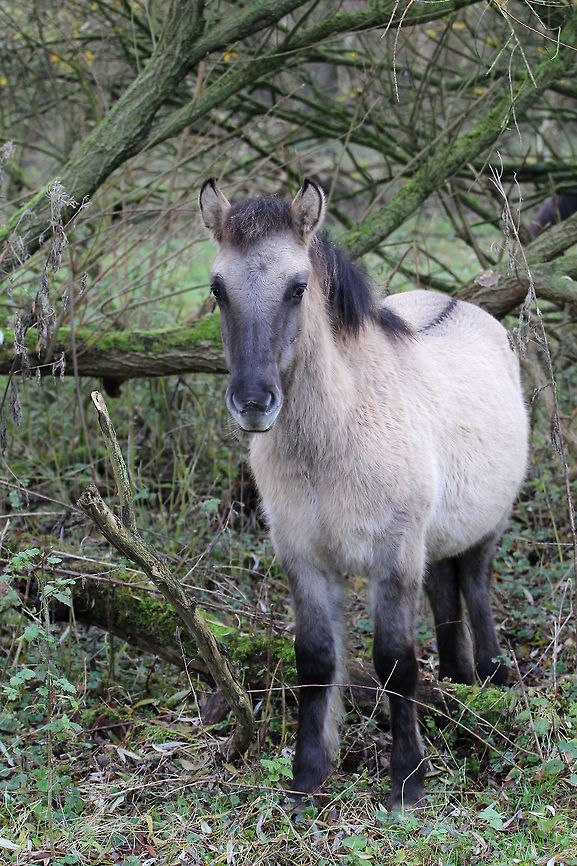 Young free range Konik horse The Konik is a Polish horse breed descending from very hardy horses from the Biłgoraj region. Koniks look like the now extinct Tarpan (ancient horse). Nowadays the Konik lives on free range nature reserves in Poland, Latvia, UK and The Netherlands. This picture was taken in a reserve near Amsterdam that has a group of them. The aim is to keep them wild, so they can live the way a wild horse should. Beginning in the 1930s, several attempts were made to develop horses that looked like Tarpans through selective breeding, called &quot;breeding back&quot;. The breeds that resulted included the Heck horse, the Hegardt or Stroebel&#039;s horse, and a derivation of the Konik breed, all of which have a primitive appearance, particularly in having the grullo coat color. Some of these horses are now commercially promoted as &quot;Tarpans.&quot; Equus ferus,Equus ferus ferus,Fall,Geotagged,Netherlands,Tarpan,Wild horse