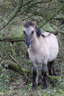 Young free range Konik horse The Konik is a Polish horse breed descending from very hardy horses from the Biłgoraj region. Koniks look like the now extinct Tarpan (ancient horse). Nowadays the Konik lives on free range nature reserves in Poland, Latvia, UK and The Netherlands. This picture was taken in a reserve near Amsterdam that has a group of them. The aim is to keep them wild, so they can live the way a wild horse should. Beginning in the 1930s, several attempts were made to develop horses that looked like Tarpans through selective breeding, called "breeding back". The breeds that resulted included the Heck horse, the Hegardt or Stroebel's horse, and a derivation of the Konik breed, all of which have a primitive appearance, particularly in having the grullo coat color. Some of these horses are now commercially promoted as "Tarpans." Equus ferus,Equus ferus ferus,Fall,Geotagged,Netherlands,Tarpan,Wild horse
