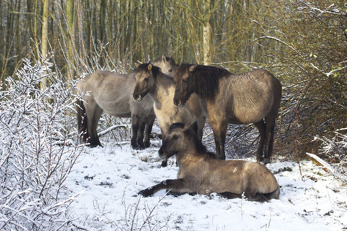 Free range konik horses in the snow Koniks look like the now extinct Tarpan (ancient horse). Nowadays the Konik lives on free range nature reserves in Poland, Latvia, UK and The Netherlands. This picture was taken in a reserve near Amsterdam that has a group of them. The aim is to keep them wild, so they can live the way a wild horse should.  Equus ferus,Geotagged,Netherlands,Wild horse,Winter