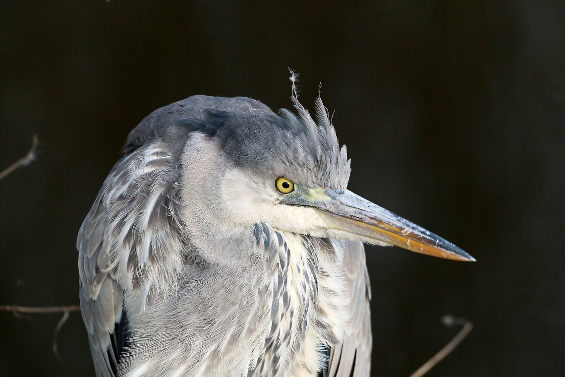 Blue Heron Blue heron waiting for a fish. Ardea herodias,Geotagged,Great Blue Heron,Netherlands,Winter