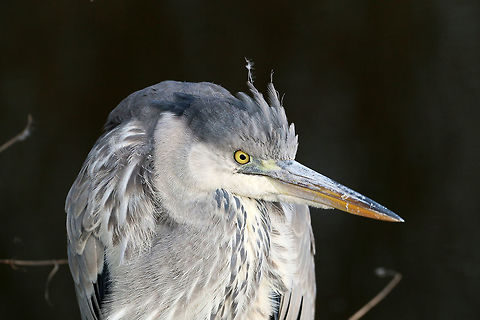 Blue Heron Blue heron waiting for a fish. Ardea herodias,Geotagged,Great Blue Heron,Netherlands,Winter