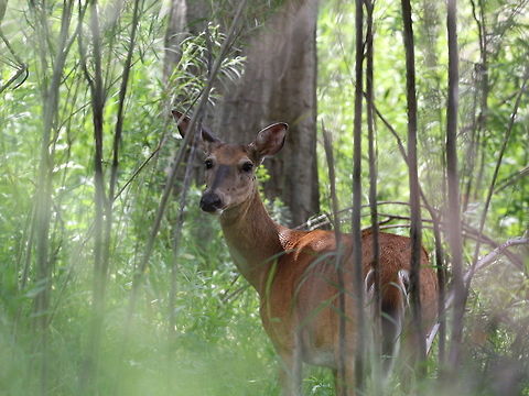 Female mule deer On a short walk through reservoir nature reserve I've spotted this female mule deer. Or rather, she spotted me and was kind enough to let me take a picture before she moved away. Geotagged,Mule Deer,Odocoileus hemionus,Summer,United States