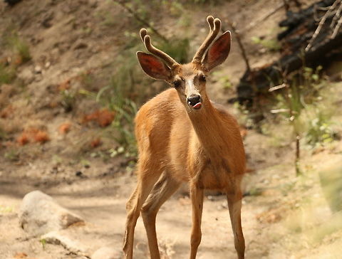 Young male mule deer This young male was watching us during our hike. Geotagged,Mule Deer,Odocoileus hemionus,Summer,United States