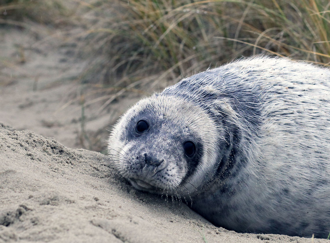 Young grey seal In December on the beaches of Vlieland (an island at the north of the Netherlands) gray seals bring up their offspring. The newborn pups are white. After about five weeks they start to get their adult colors and from that moment on, they are able to swim. Grey Seal,Grey seal,Halichoerus grypus,Seal,gray seal,wadden sea,waddenzee