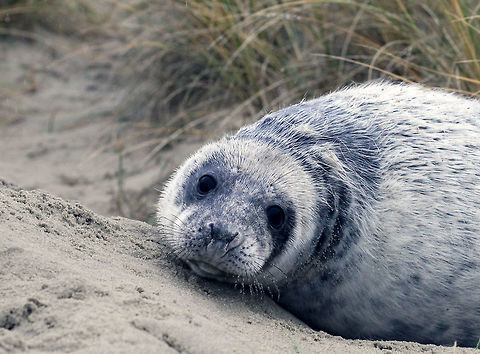 Young grey seal In December on the beaches of Vlieland (an island at the north of the Netherlands) gray seals bring up their offspring. The newborn pups are white. After about five weeks they start to get their adult colors and from that moment on, they are able to swim. Grey Seal,Grey seal,Halichoerus grypus,Seal,gray seal,wadden sea,waddenzee
