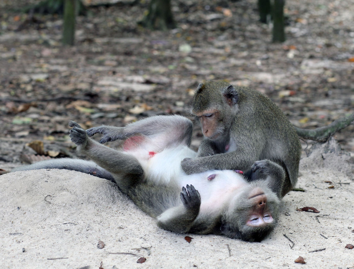 Enjoying a spa treatment long-tailed macaque (Macaca fascicularis)  Asia,Crab-eating macaque,Macaca fascicularis,Monkeys,cambodia,macaque
