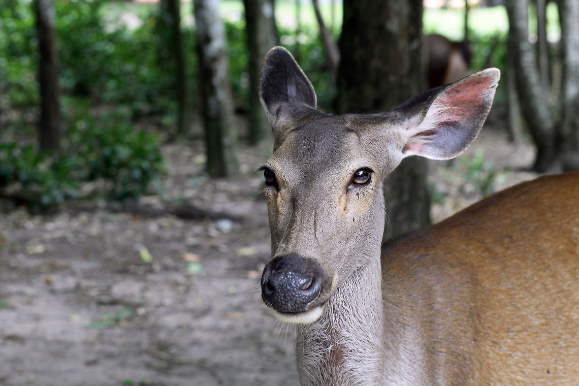 Sambar deer  Deer,Rusa unicolor,Sambar